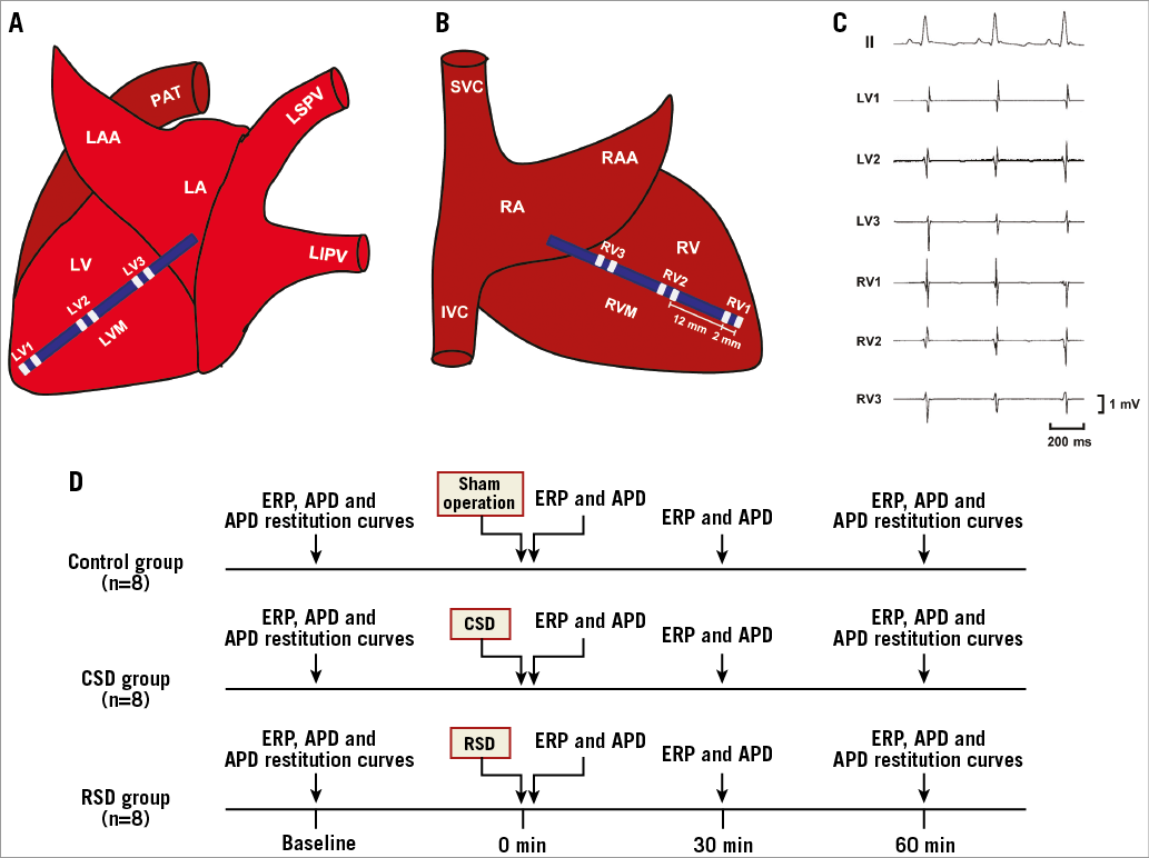 Sympathetic Denervation Of Heart And Kidney Induces Similar Effects On ...