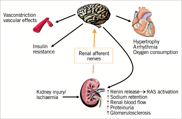 Pathophysiology I The Kidney And The Sympathetic Nervous System